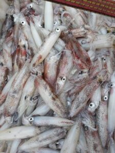 Mực ống Tười 3