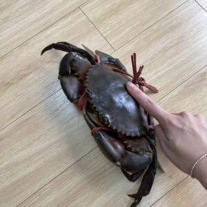 Cua Biển Quảng Yên Loại 1.3