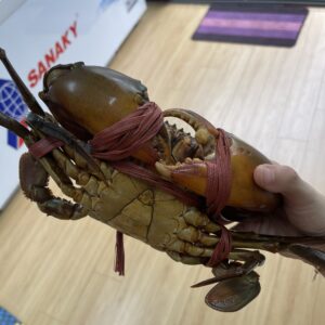 Cua Biển Quảng Yên Loại 1.4