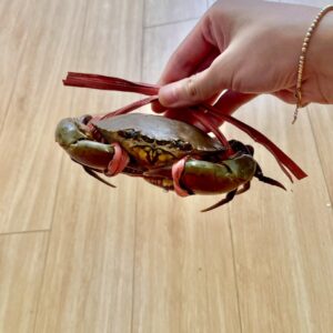 Cua Biển Quảng Yên Loại 3.3