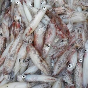 Mực ống Tười 3